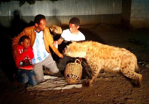 Hyenaman geeft samen met lokale bezoekers vlees aan hyena's in het donker.